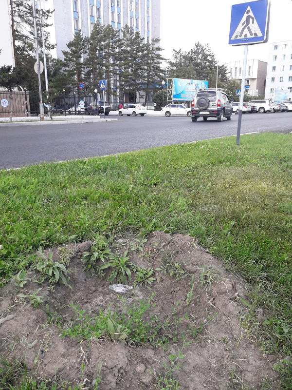 озеленение Семея