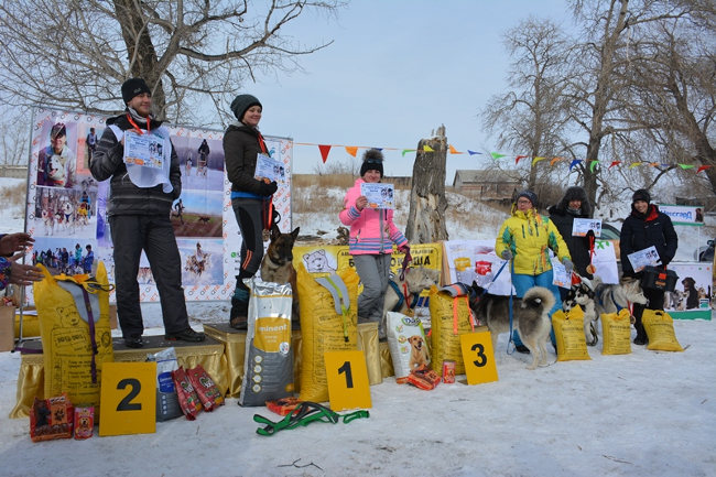 первые международные гонки на собачьих упряжках «Snow race» в Павлодаре
