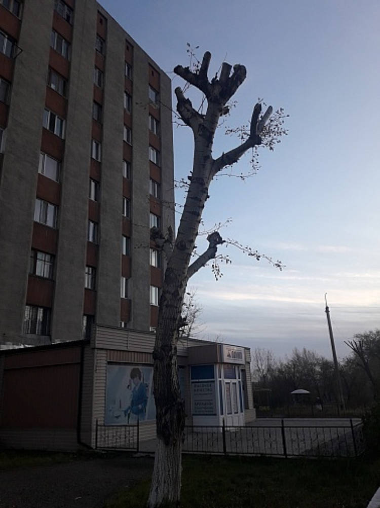 Жители Семея боятся опустынивания