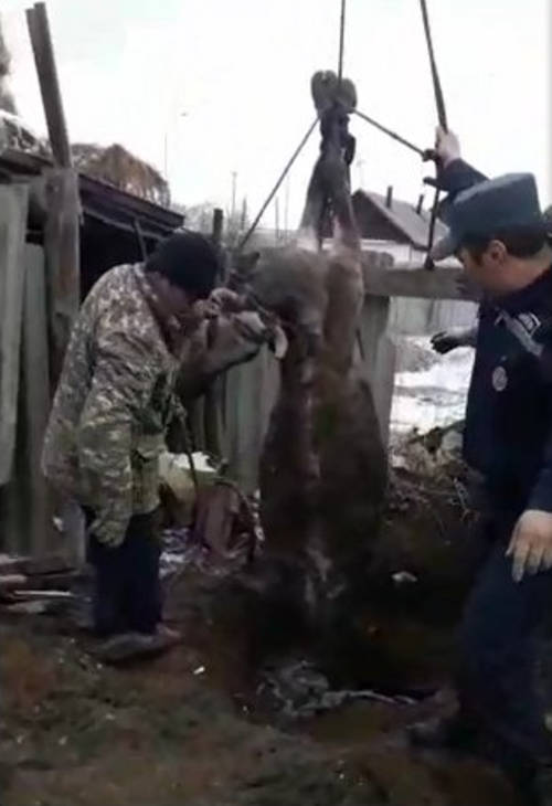 Спасатели Семея спасли корову