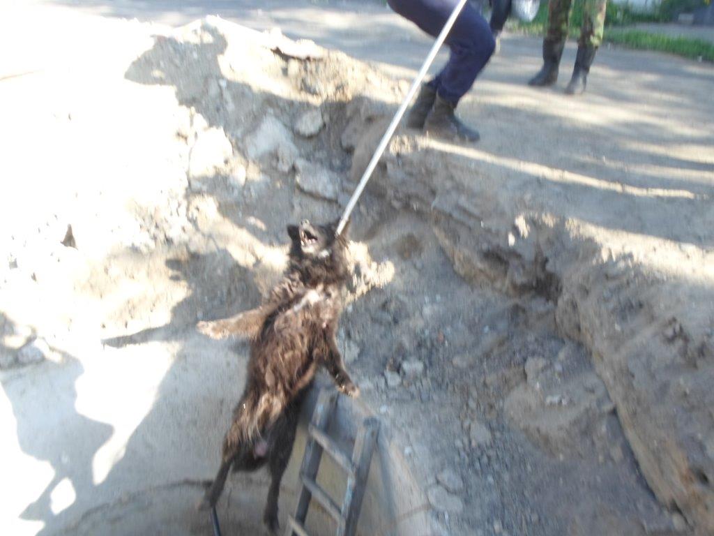 В Семее спасатели освободили собаку, упавшую в открытый люк