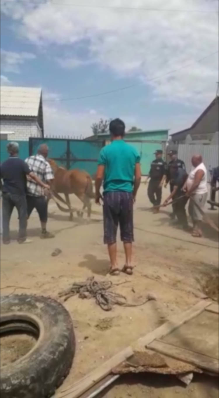 Спасатели Семея не оставили в беде животное
