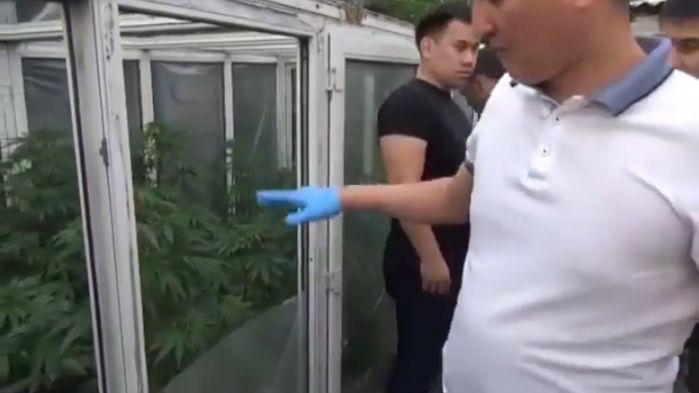 Теплицу по выращиванию конопли обнаружили в Семее