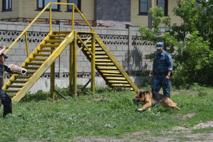 За пять месяцев текущего года служебные собаки ДП ВКО  способствовали  раскрытию 189 преступлений