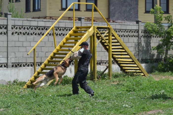 За пять месяцев текущего года служебные собаки ДП ВКО  способствовали  раскрытию 189 преступлений