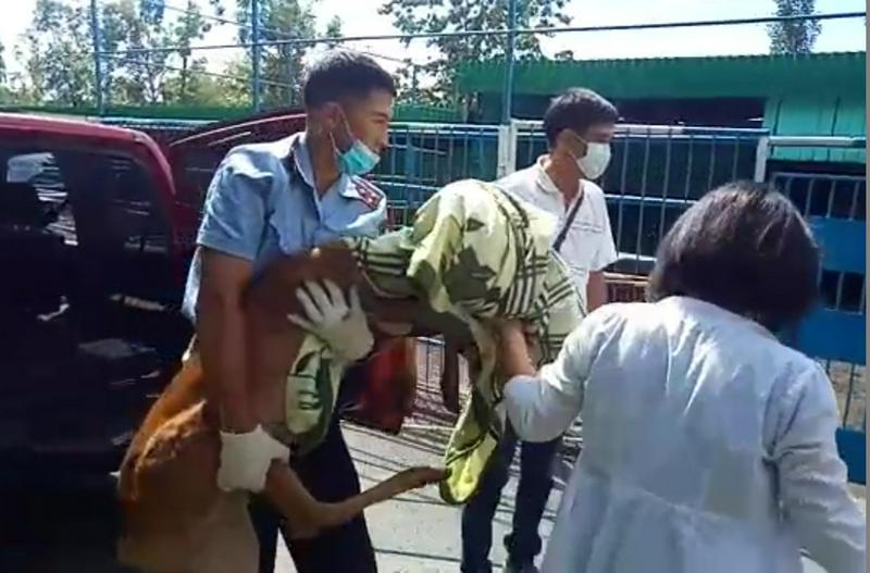 В центре города Семея поймали дикую косулю. 