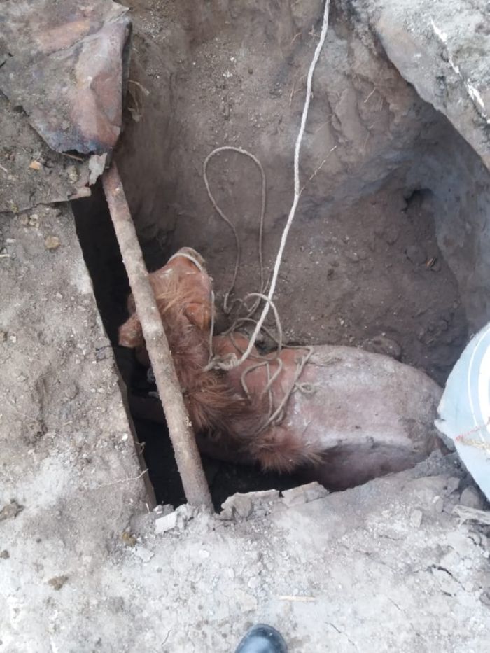 Спасатели Семея спасали упавшую в яму лошадь