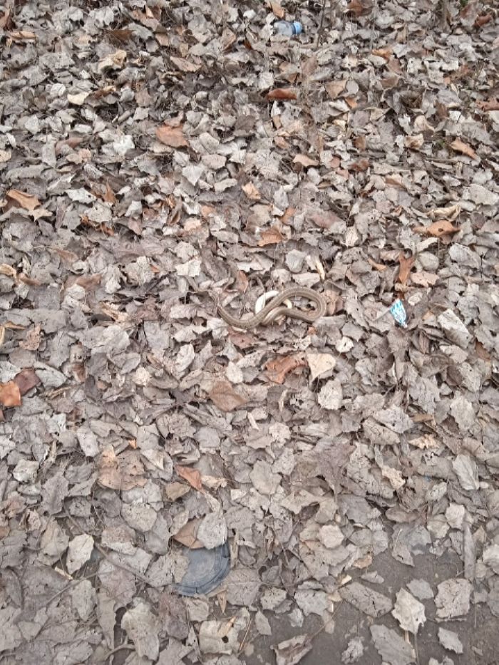 Змея заползла во двор частного дома в Семее