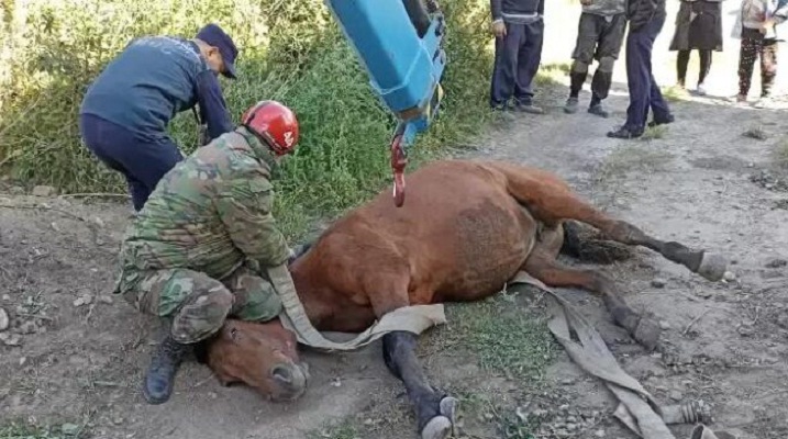 Лошадь, угодившую в яму, спасли в Семее