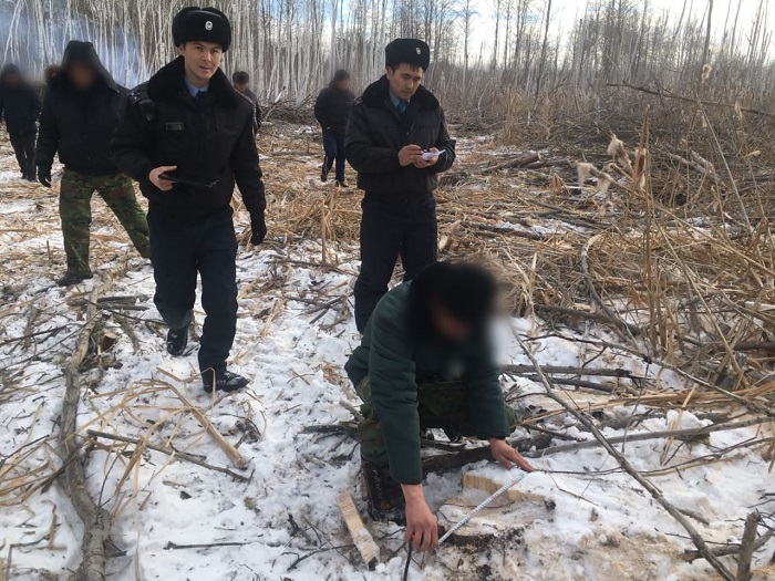 В ВКО задержаны незаконные лесорубы