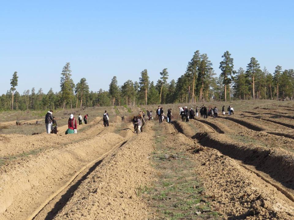 Аким Семея принял участие в мероприятии по посадке деревьев