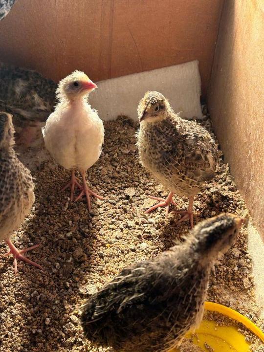 В Абайской области школьница вывела в инкубаторе птенцов перепела