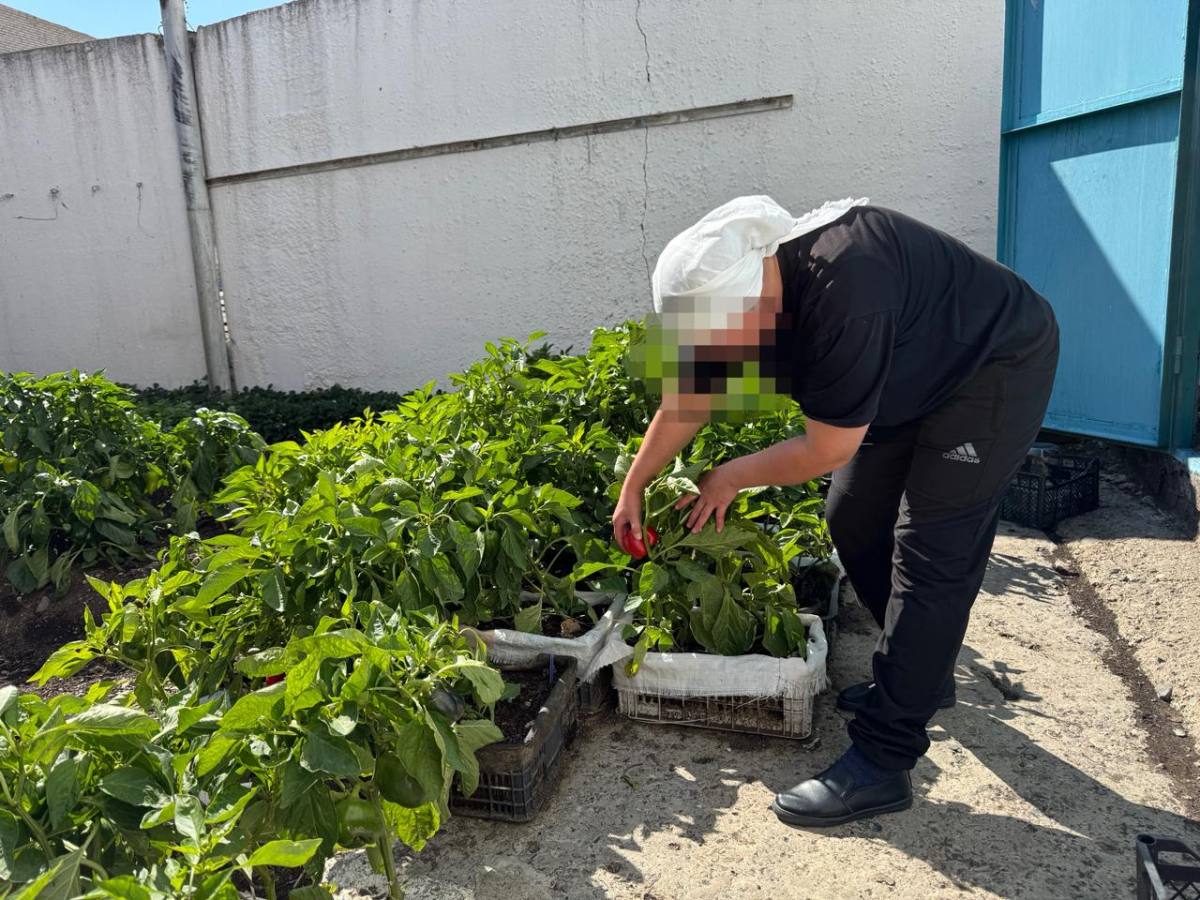 В женской колонии области выращивают овощи и готовят заготовки