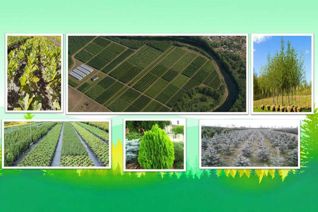 В Семее открылся лесной питомник