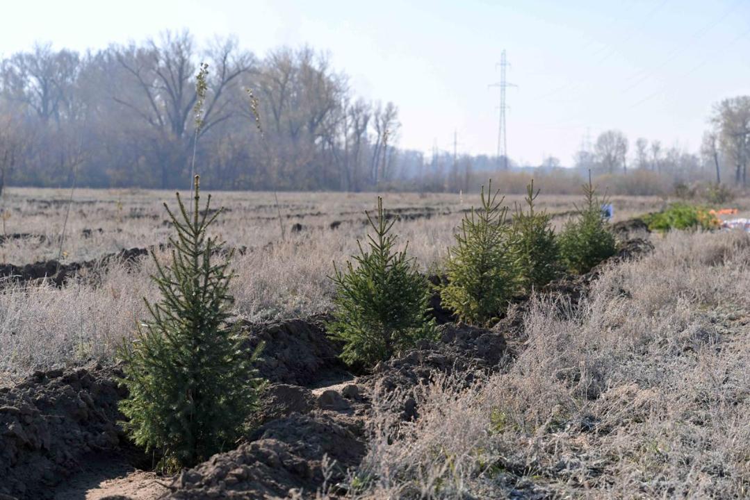 В Семее открылся лесной питомник