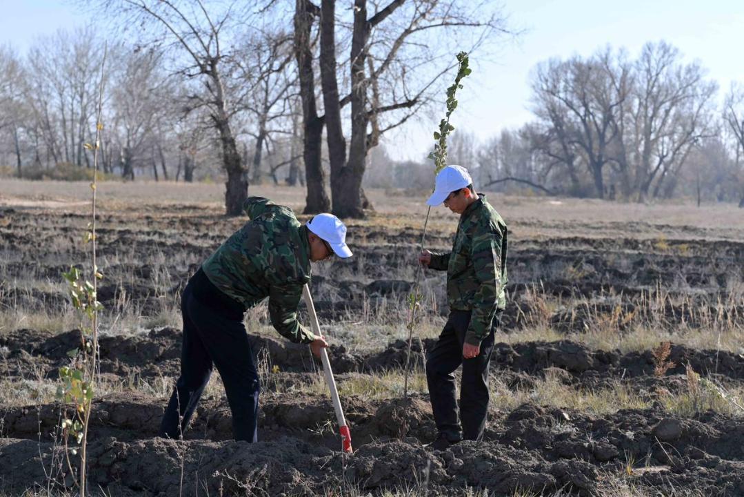 В Семее открылся лесной питомник